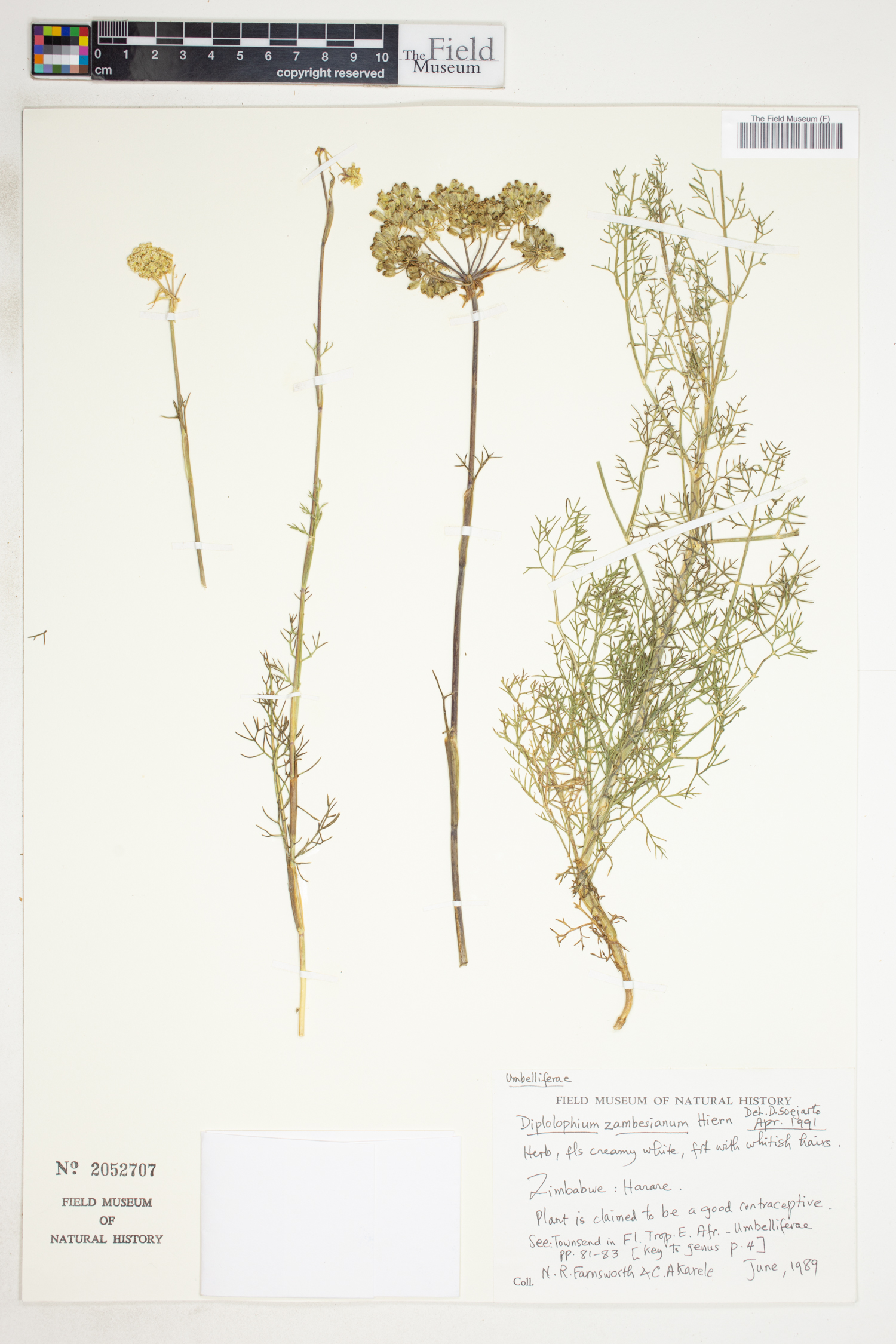 Diplolophium zambesianum image
