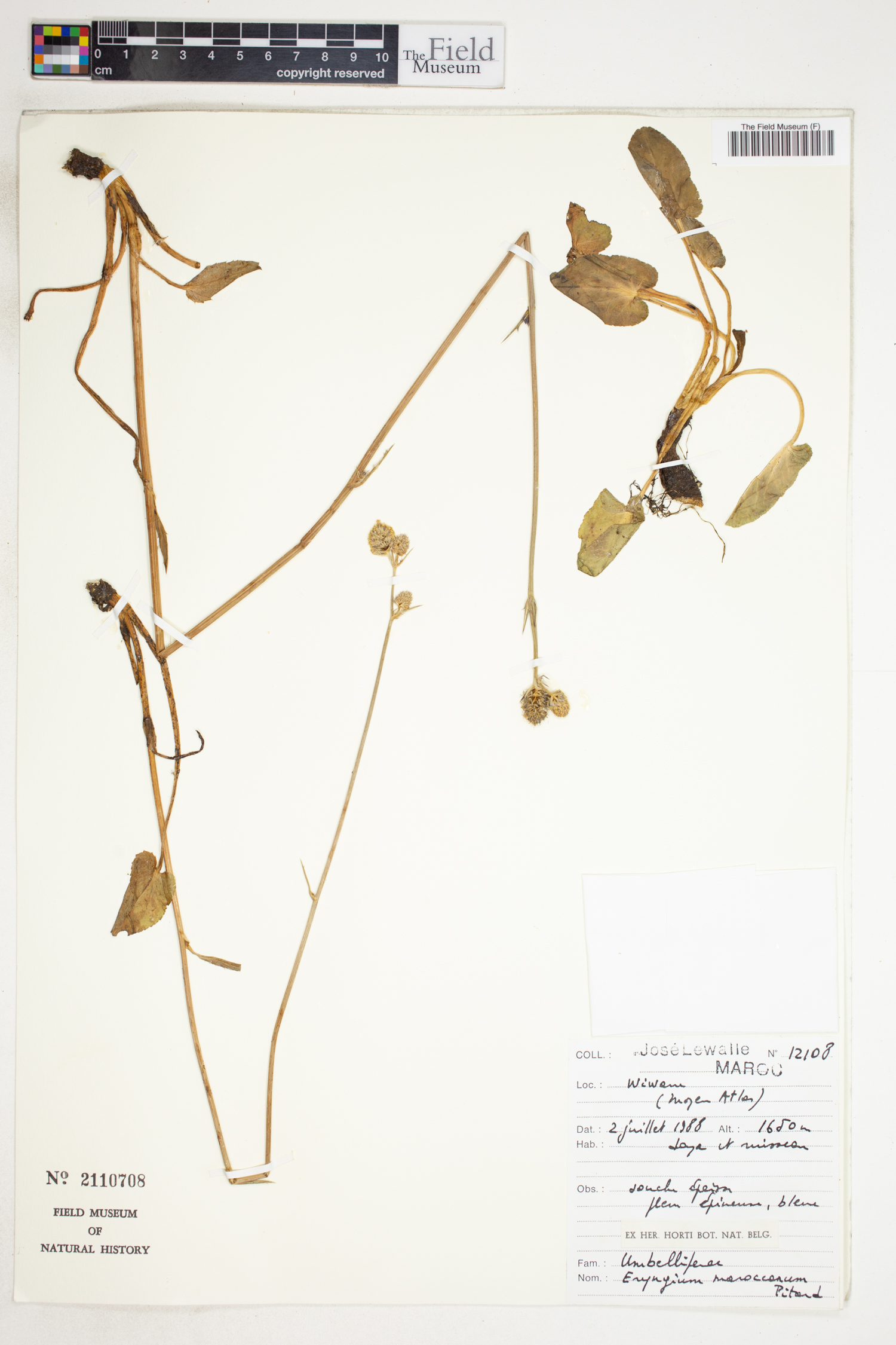 Eryngium maroccanum image