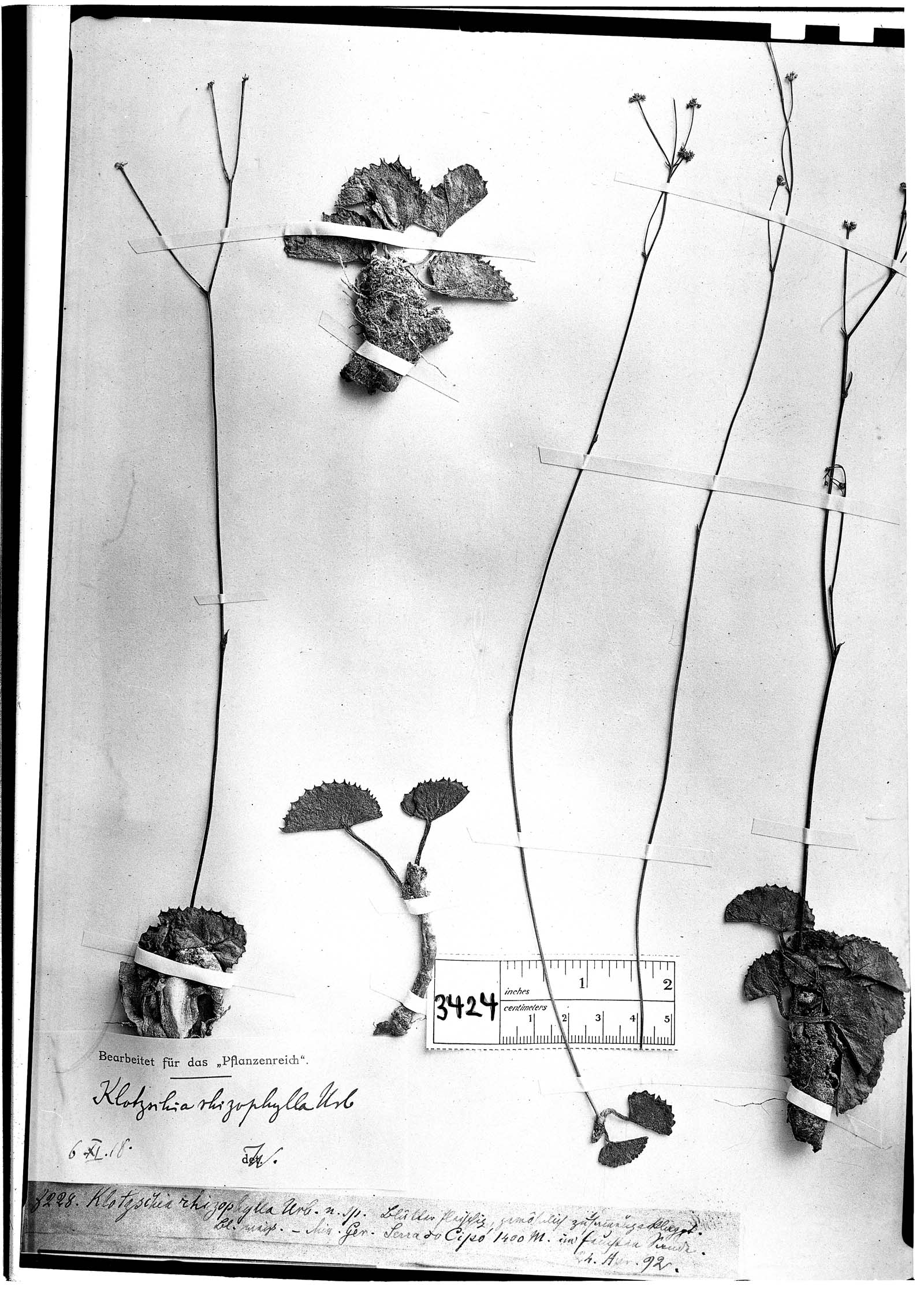 Klotzschia rhizophylla image