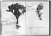Azorella diversifolia image