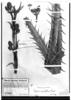 Eryngium agavifolium image