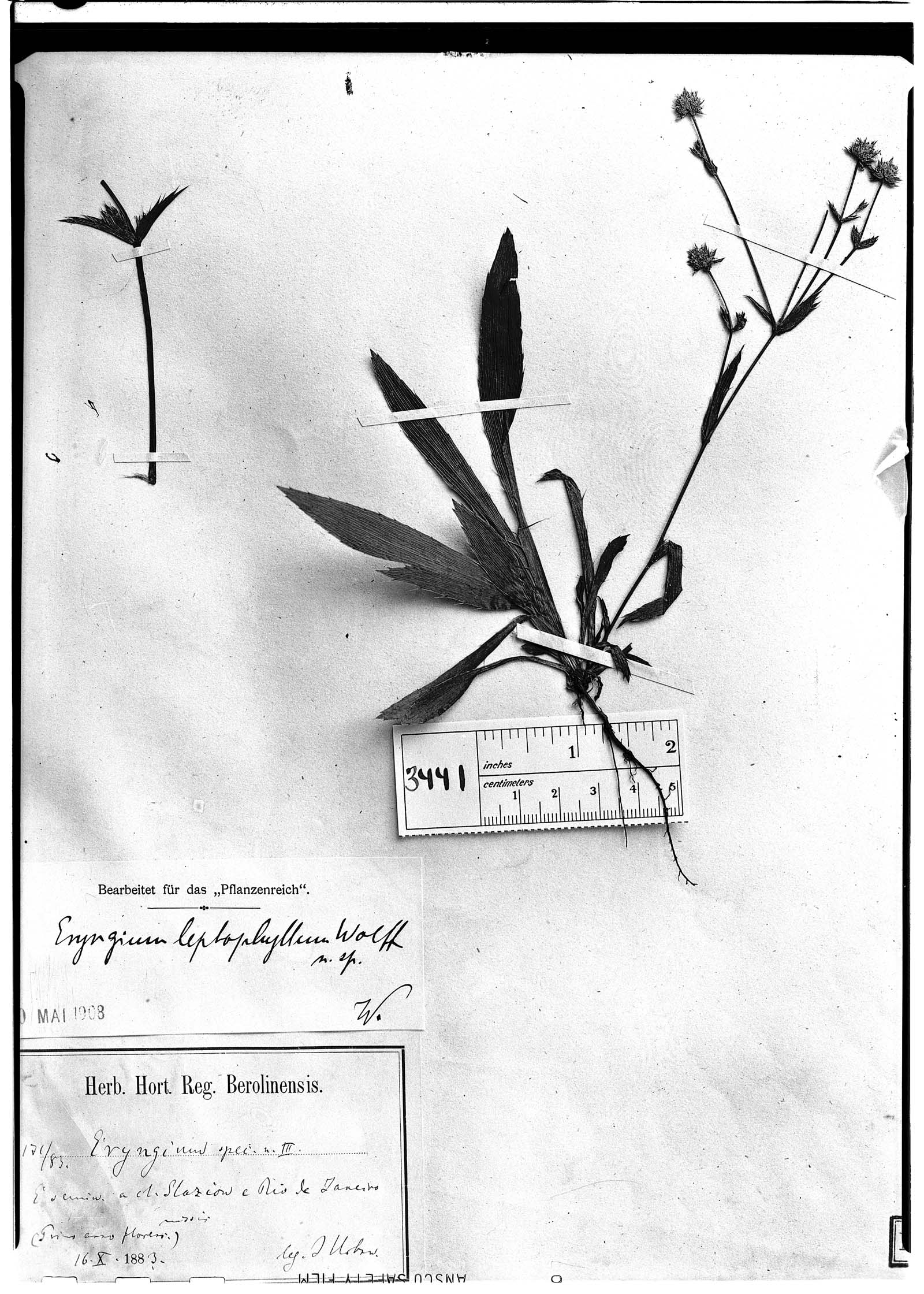 Eryngium leptophyllum image