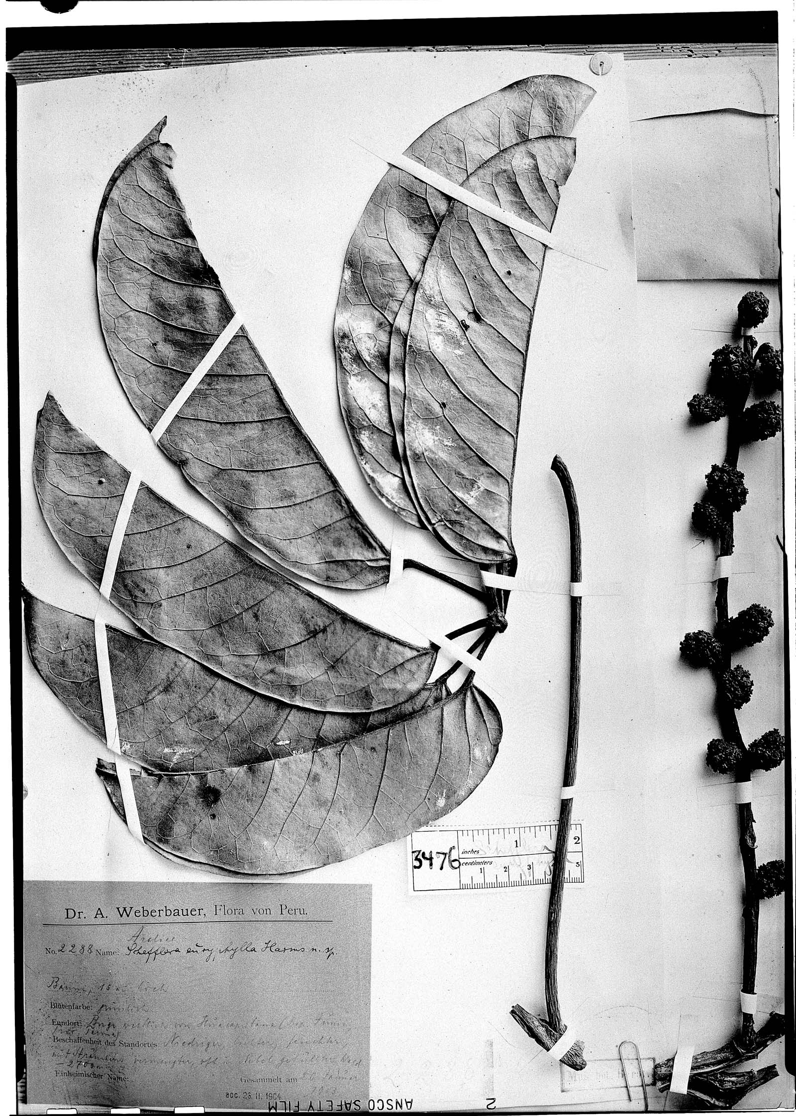 Schefflera euryphylla image