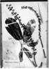 Schefflera inambarica image