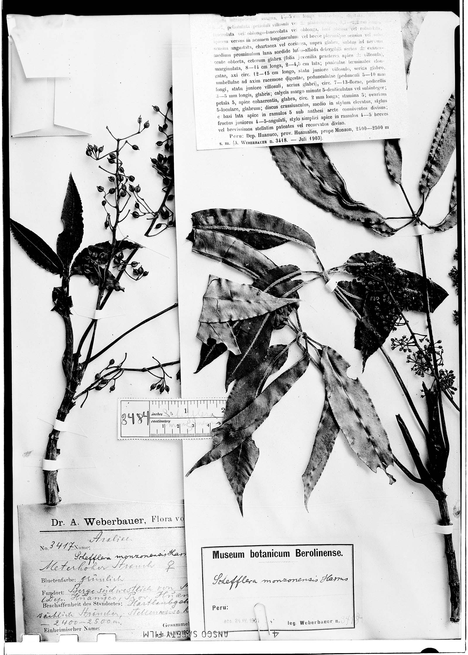 Schefflera monzonensis image