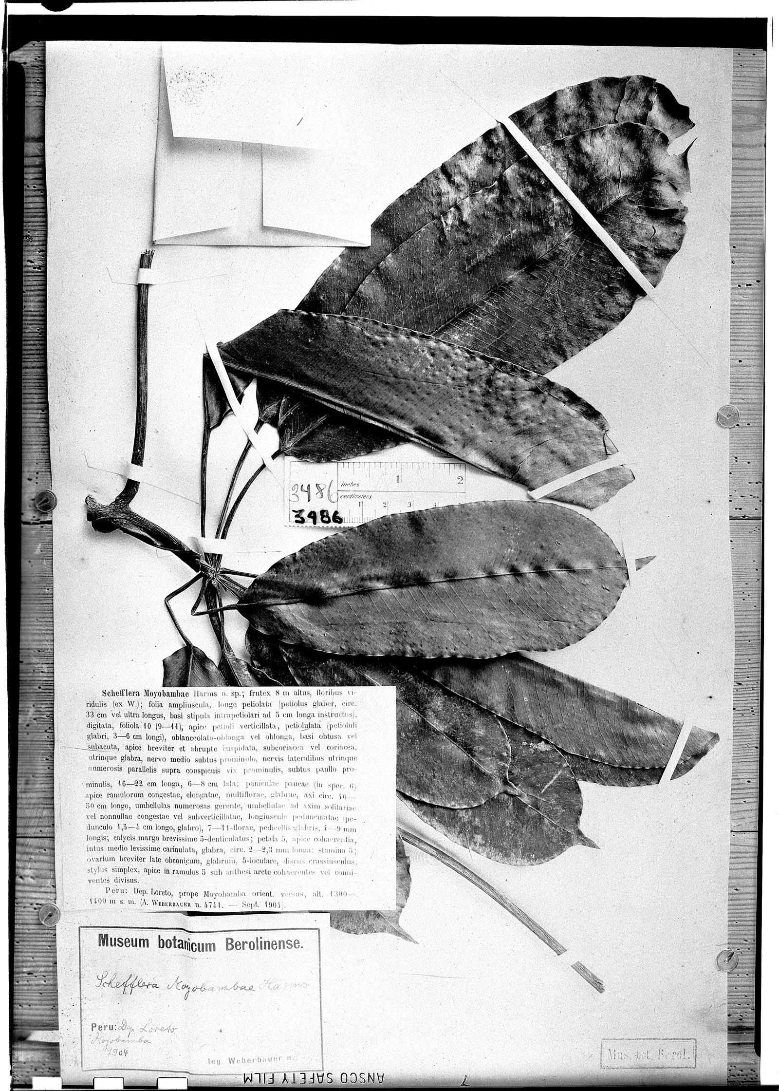Schefflera moyobambae image