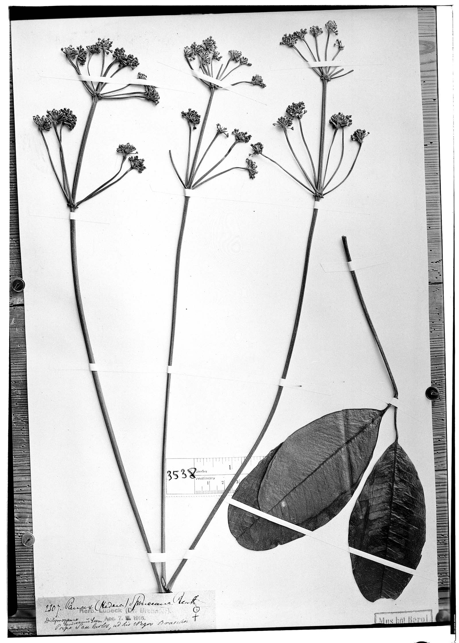 Schefflera spruceana image