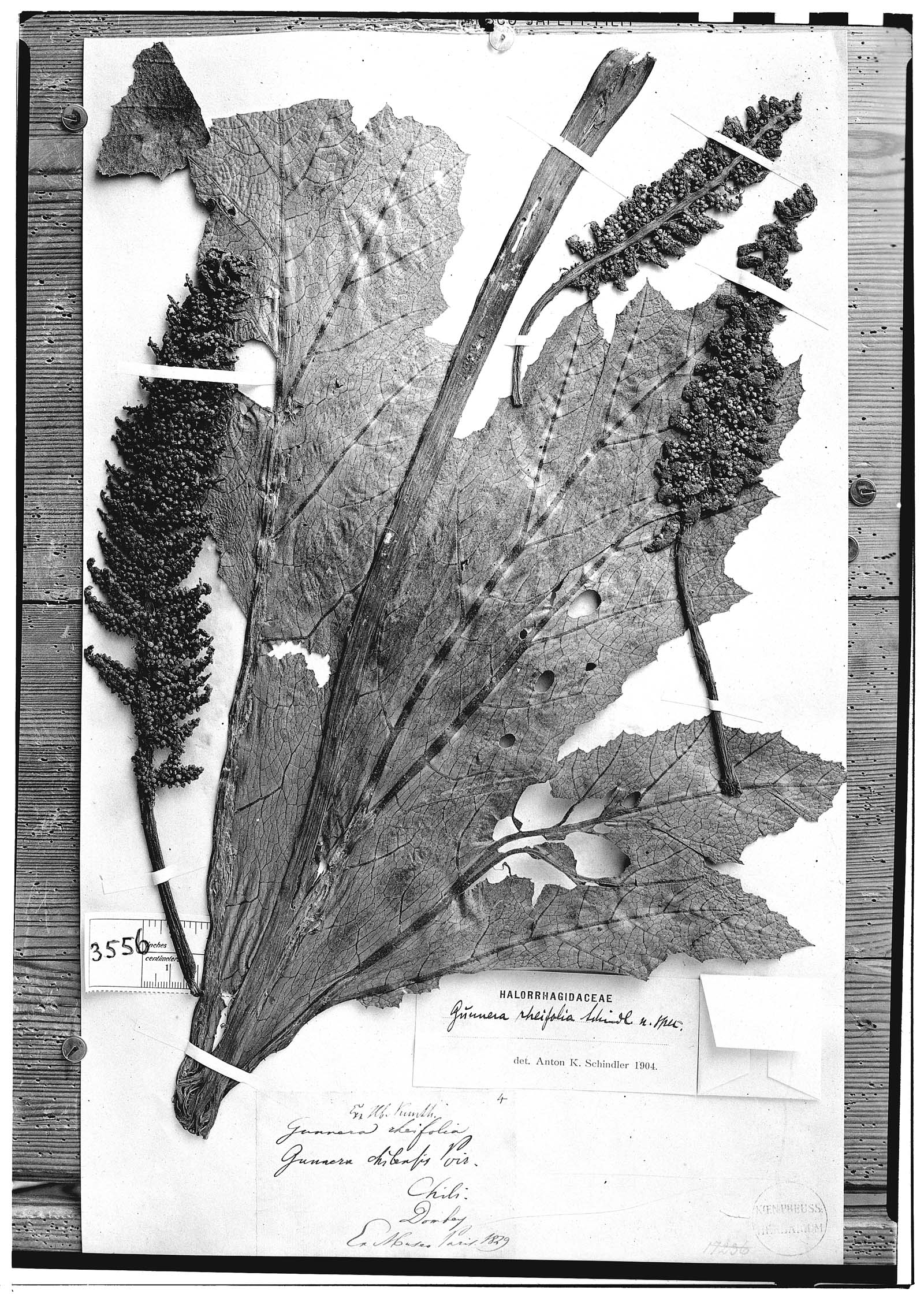 Gunnera rheifolia image