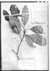 Persea longipes image