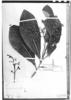Pleurothyrium cuneifolium image
