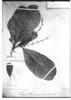 Cinnamomum semecarpifolium image
