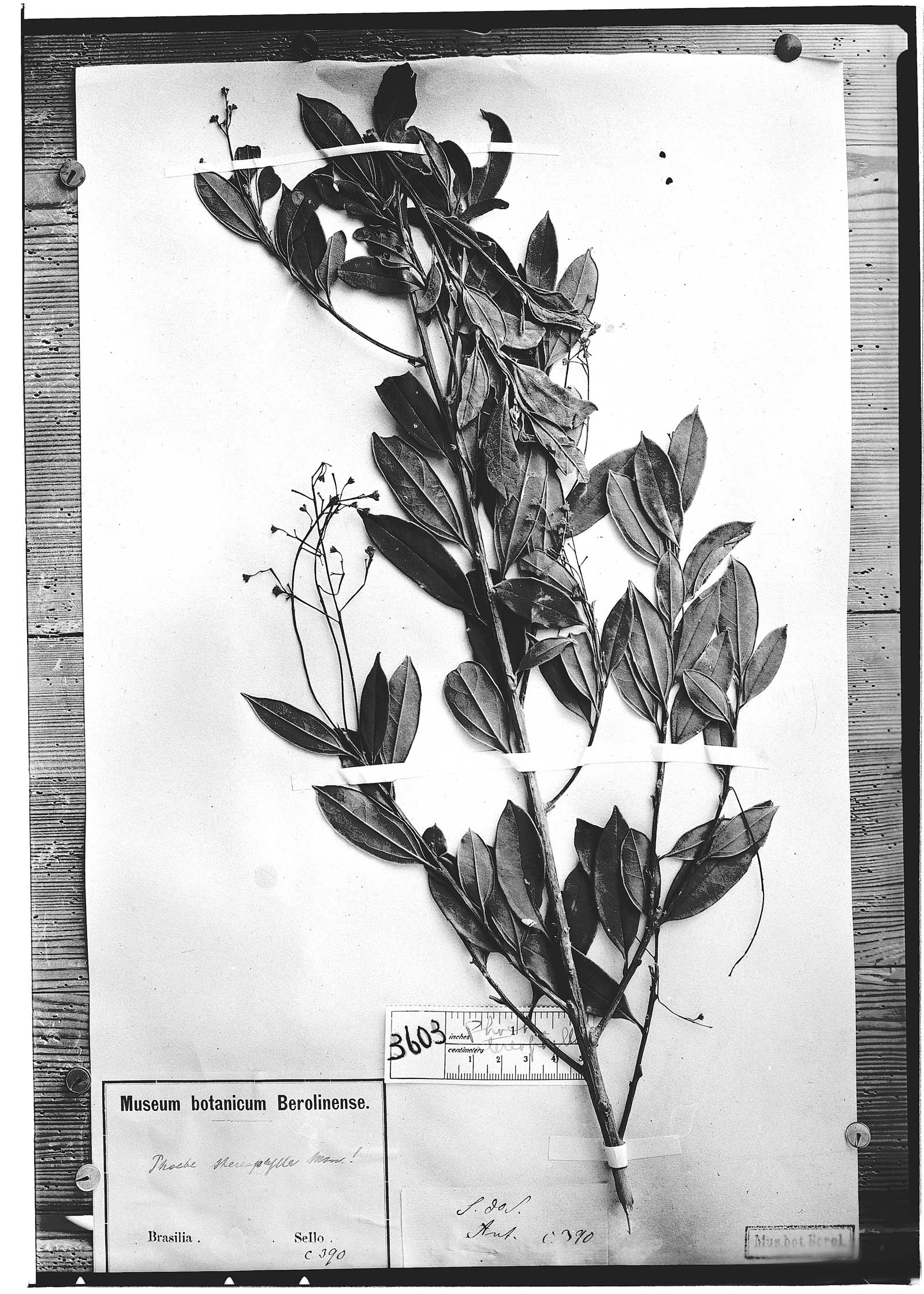 Cinnamomum stereophyllum image
