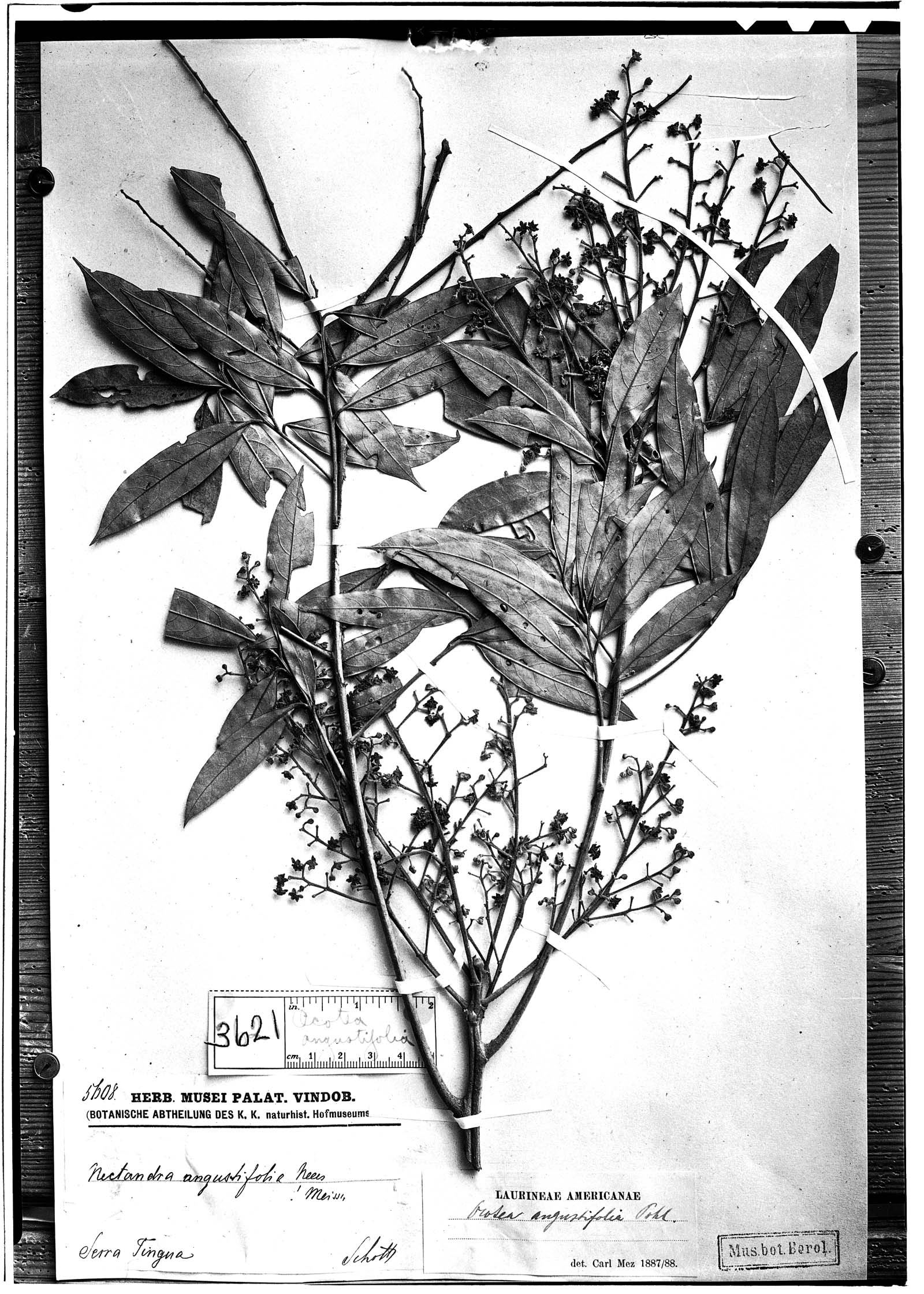 Ocotea angustifolia image