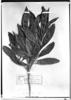 Ocotea daphnifolia image