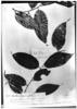Ocotea gracilis image