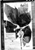 Nectandra tessmannii image
