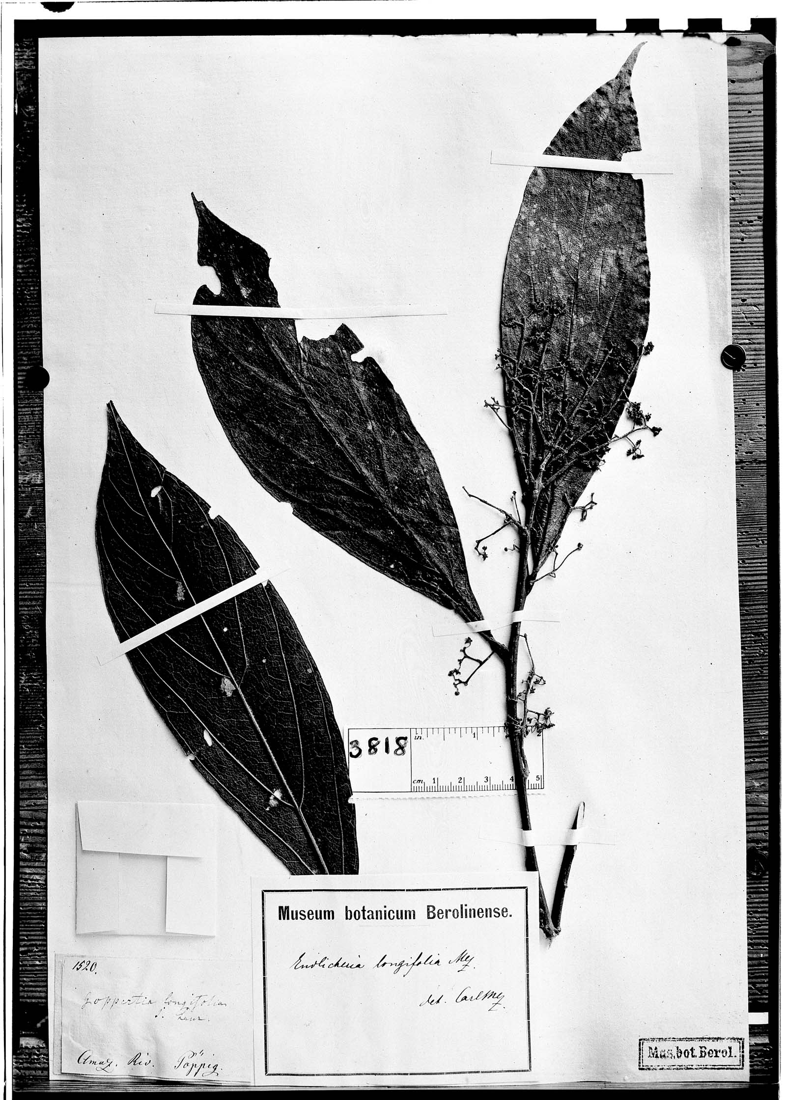 Goeppertia longifolia image