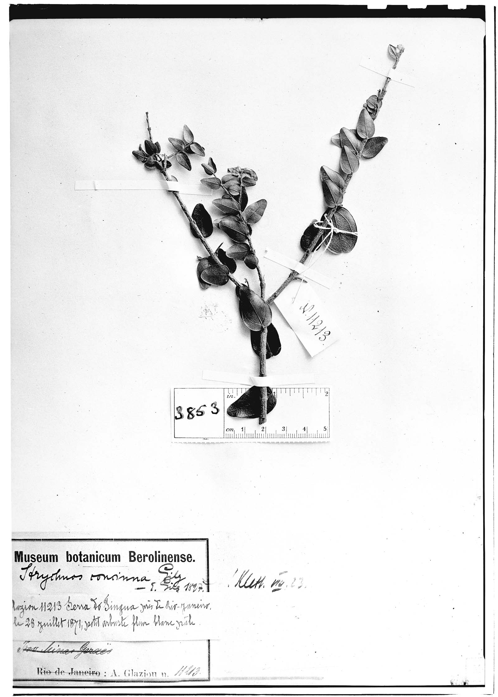 Strychnos parviflora image
