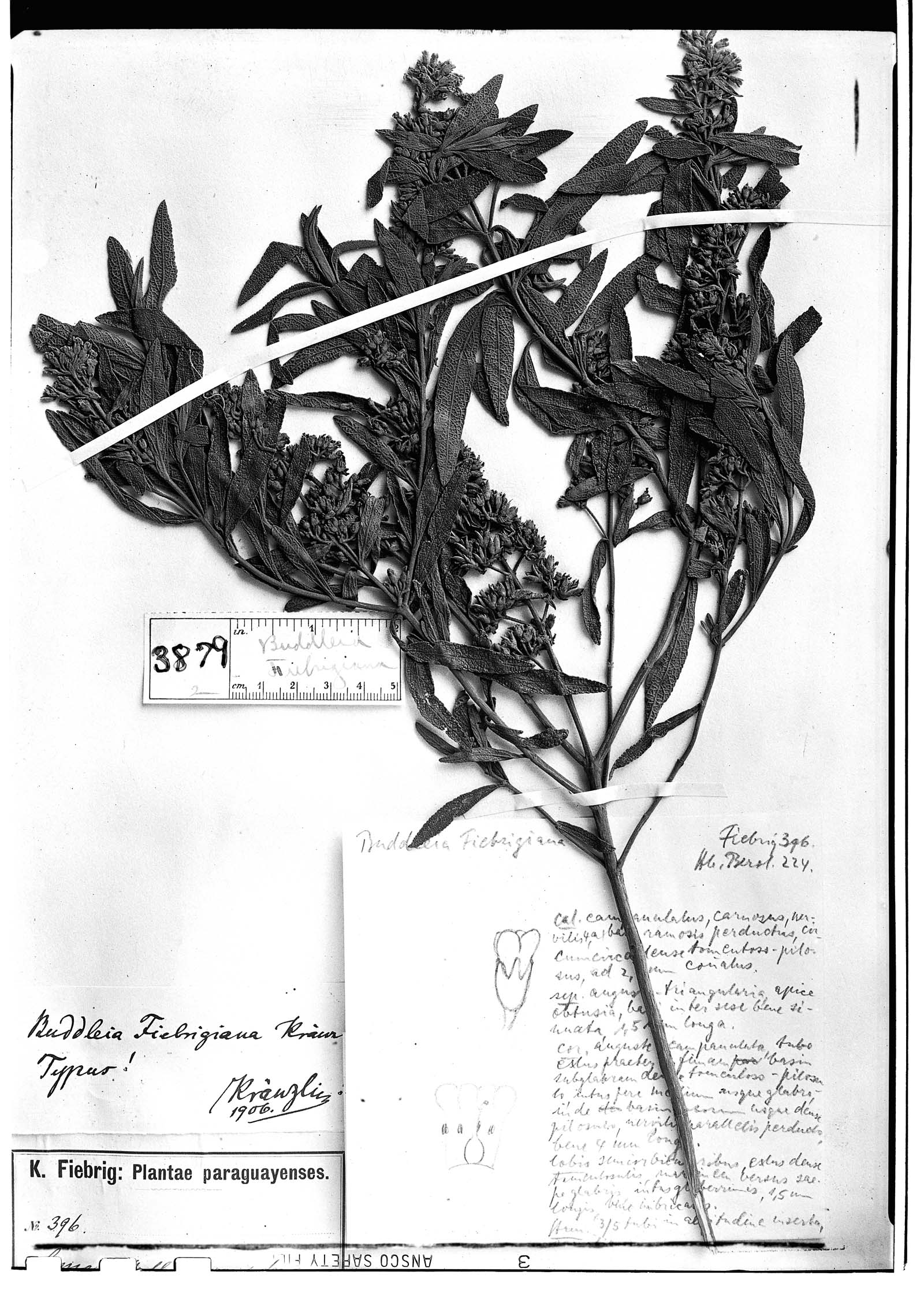 Buddleja elegans subsp. angustata image