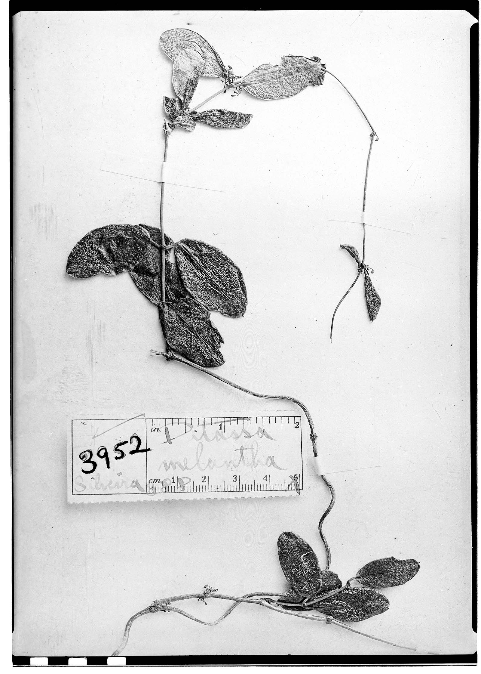 Macroditassa melantha subsp. melantha image