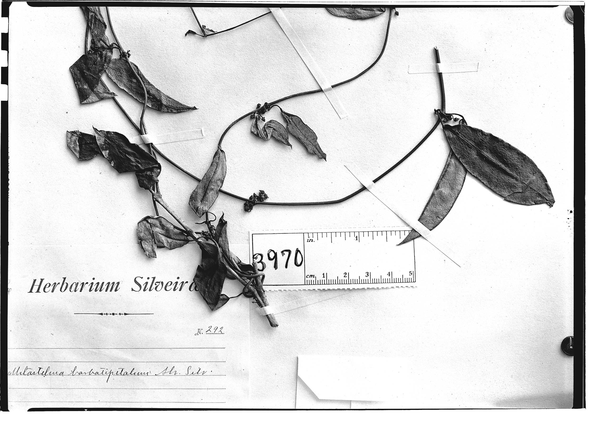 Peplonia axillaris image