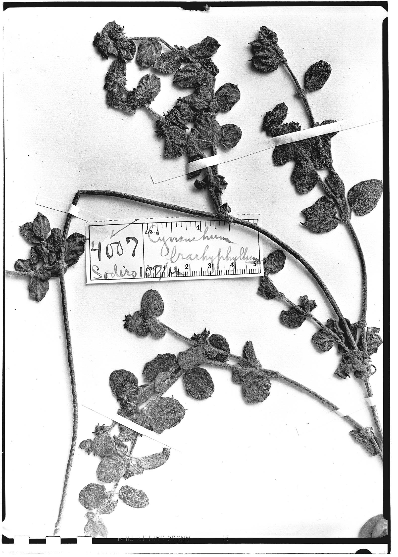 Cynanchum brachyphyllum image