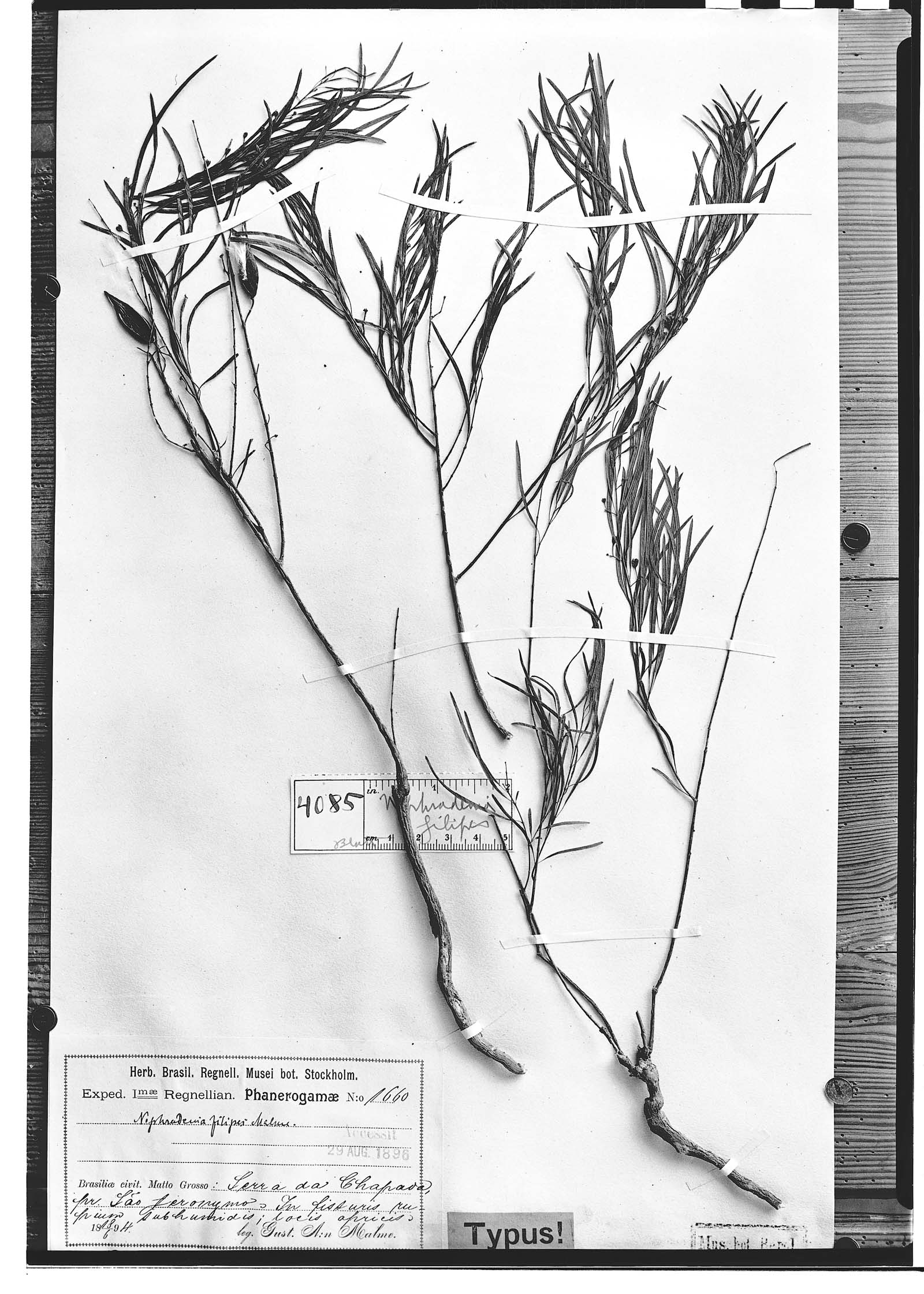 Nephradenia filipes image