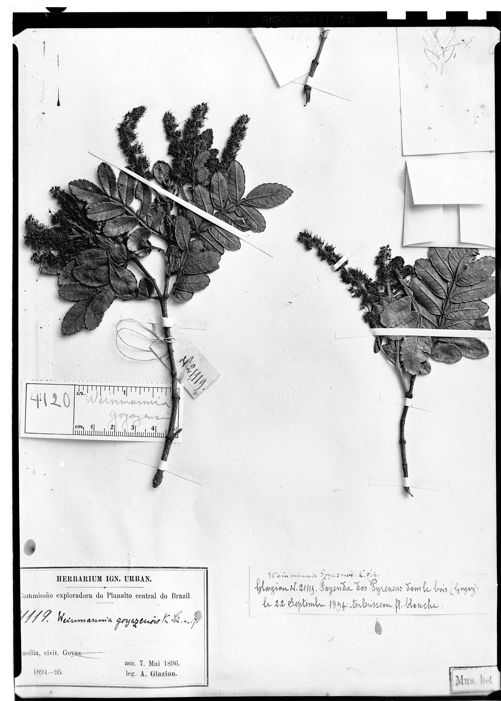 Weinmannia subsessiliflora subsp. subsessiliflora image