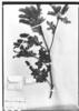 Weinmannia lansbergiana image