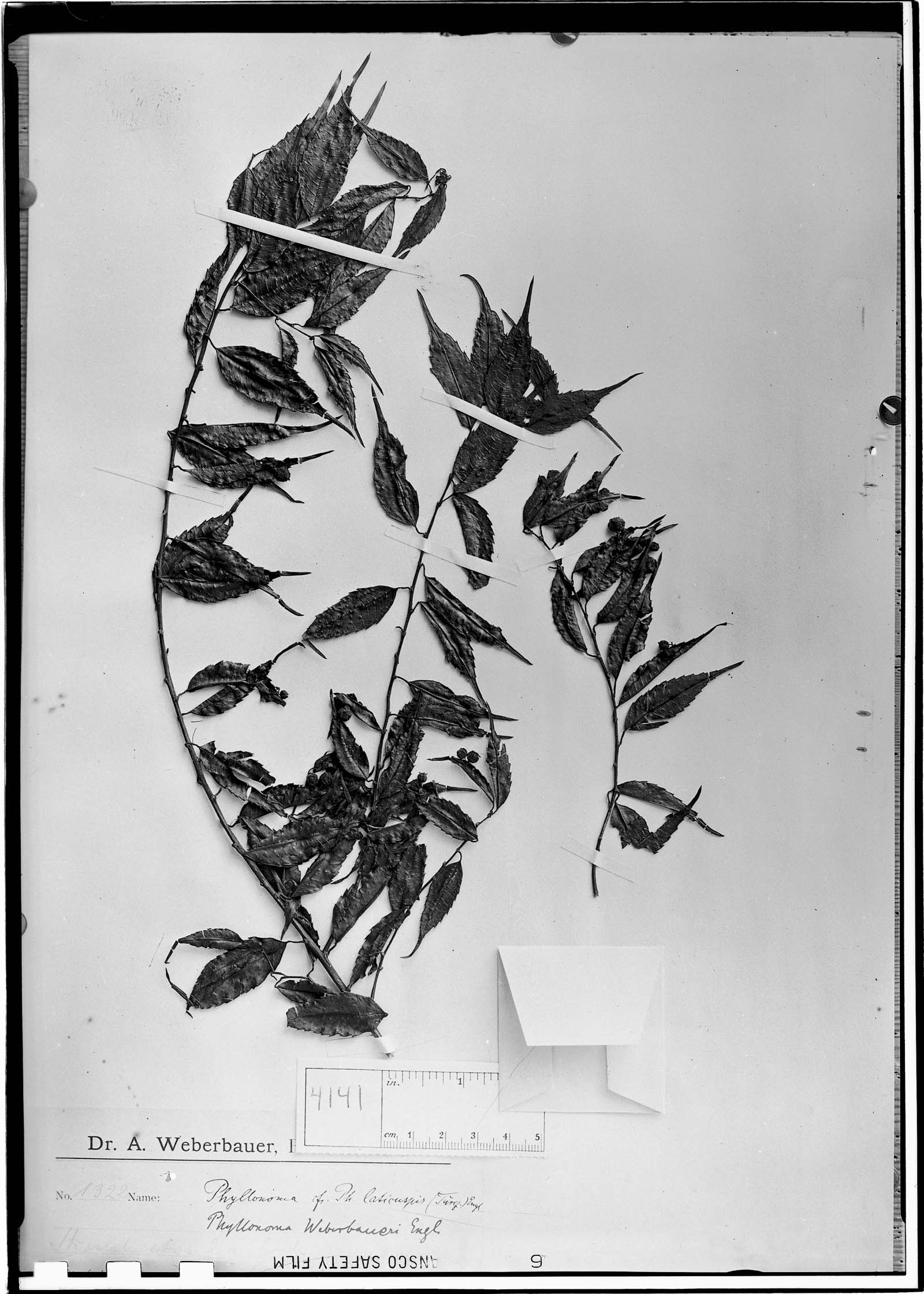 Phyllonomaceae image