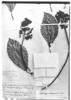 Hydrangea tarapotensis image