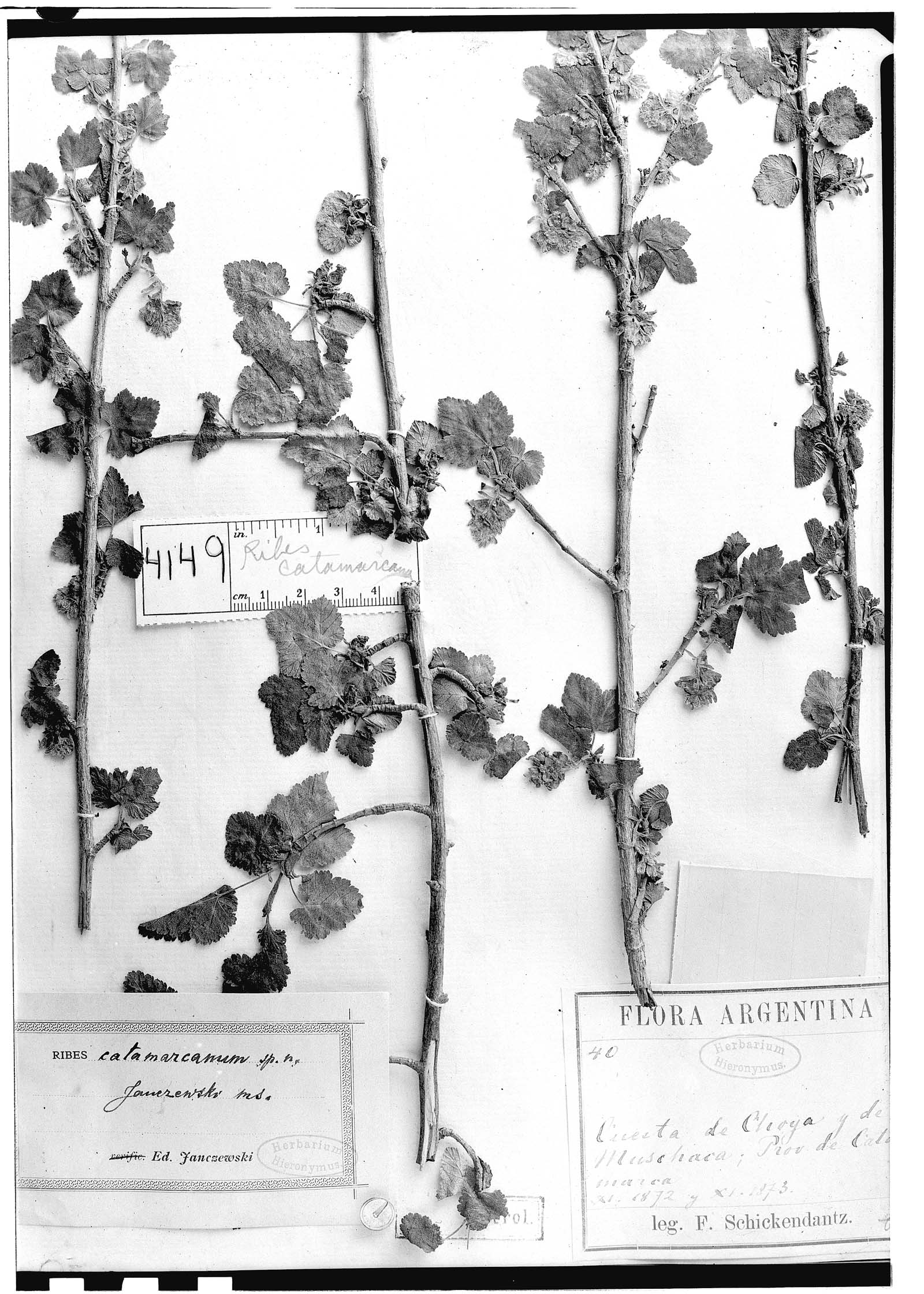 Ribes catamarcanum image