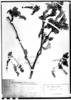 Ribes elegans image