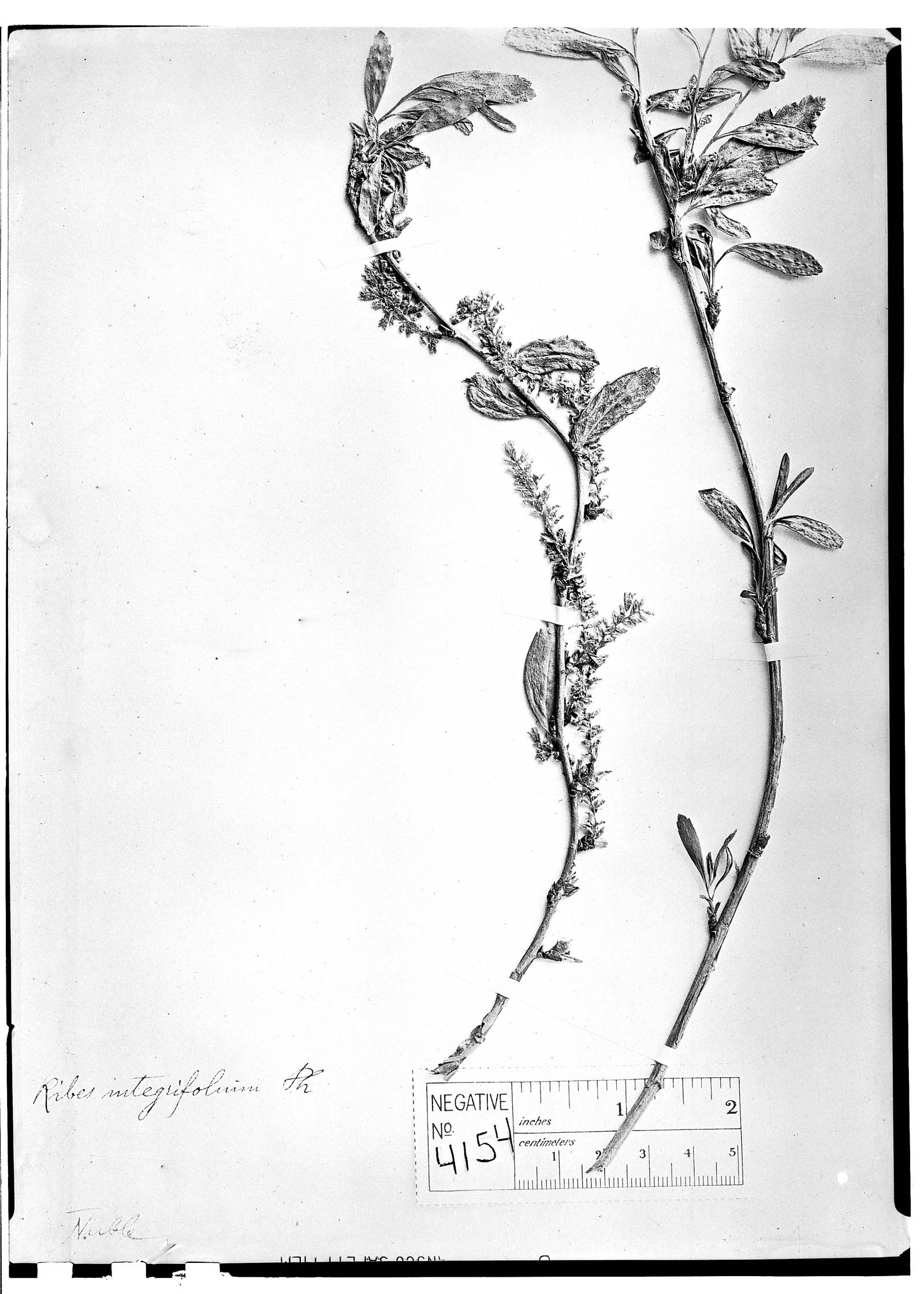 Ribes integrifolium image