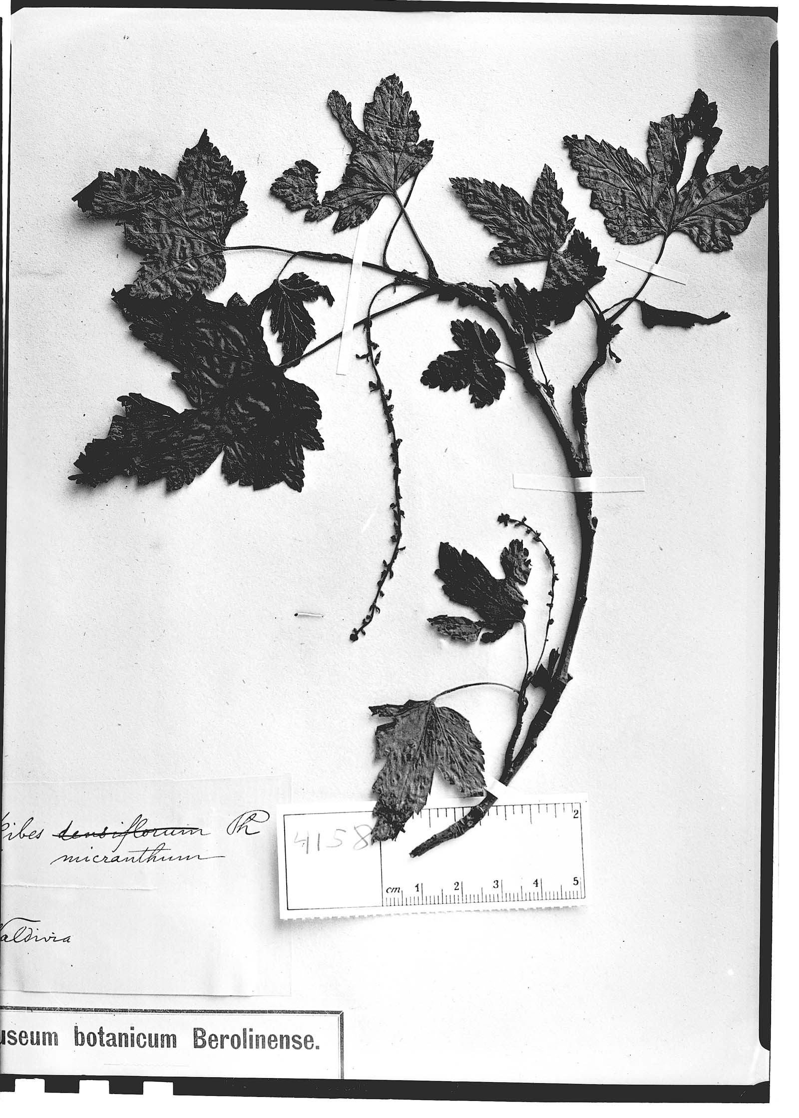 Ribes magellanicum subsp. parviflorum image