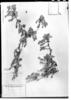 Ribes polyanthes image