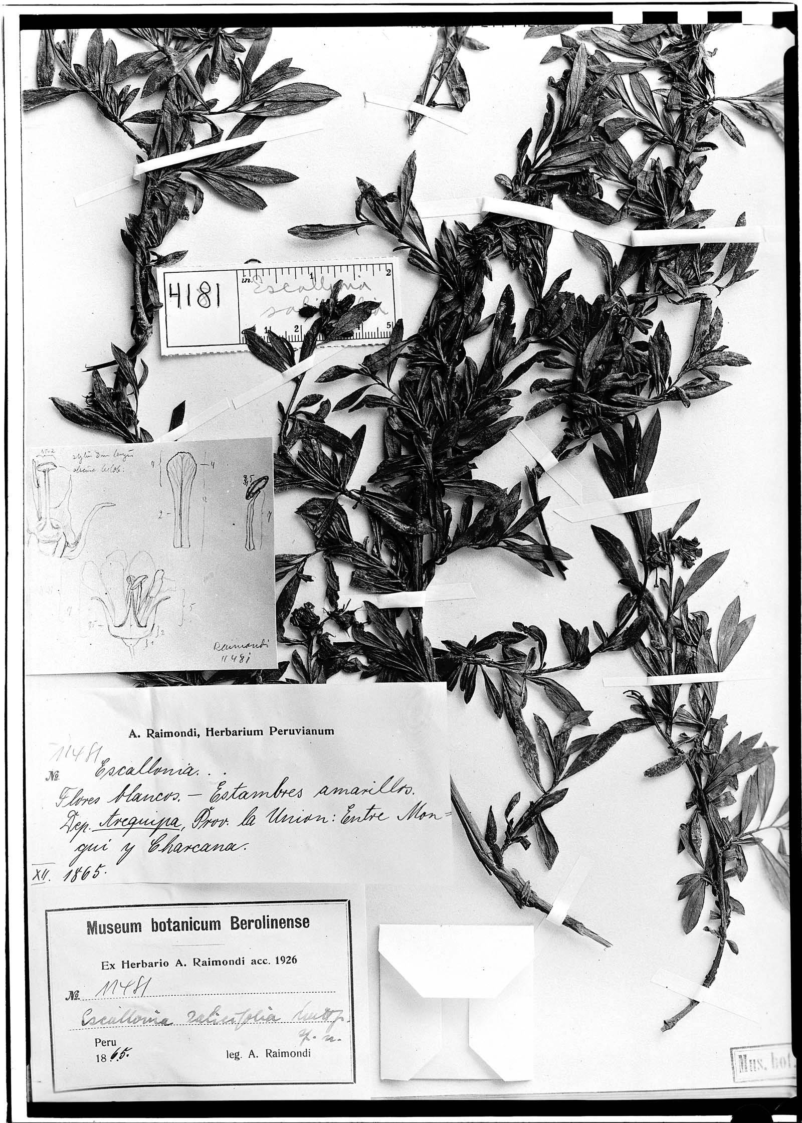 Escallonia salicifolia image