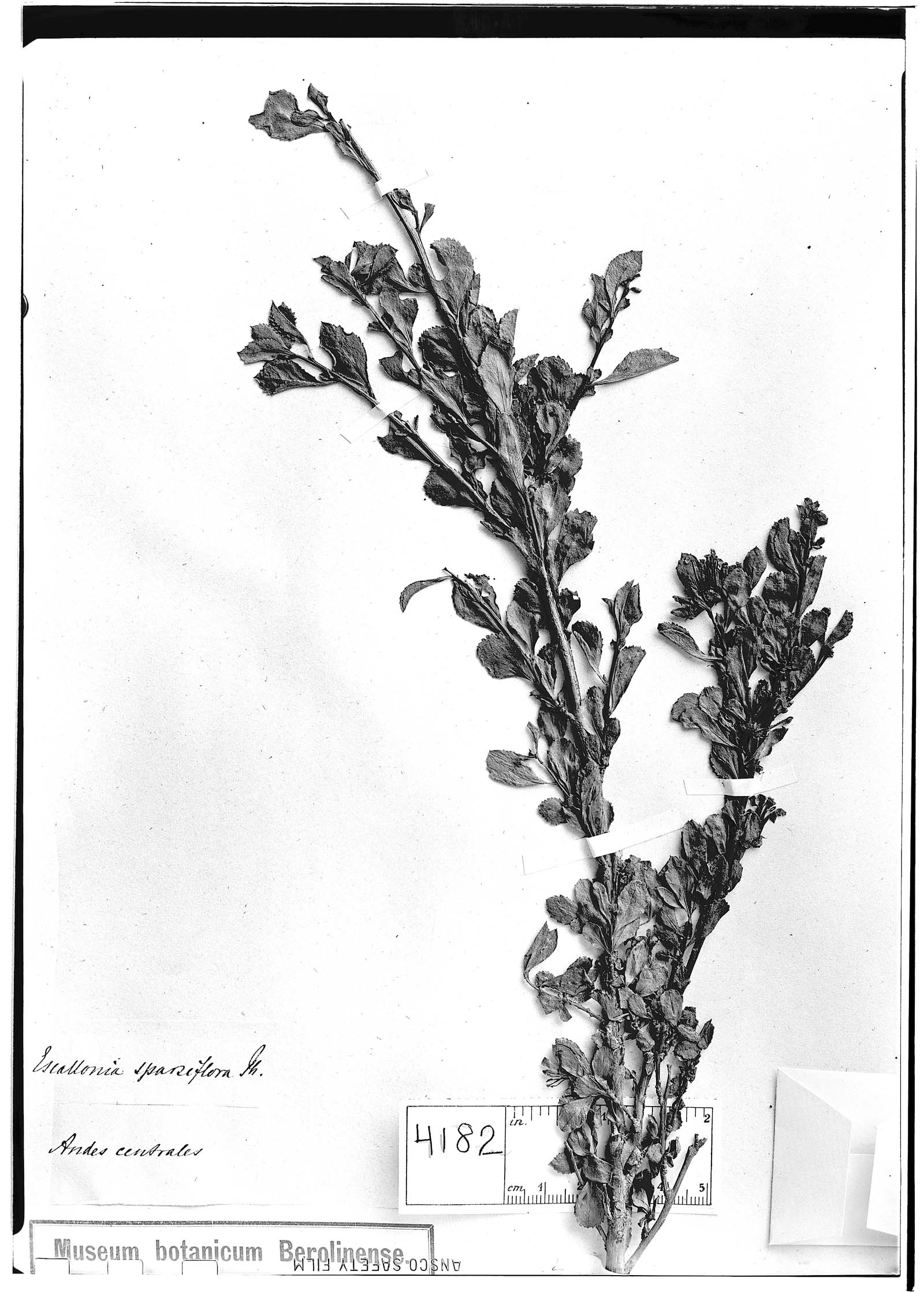 Escallonia sparsiflora image
