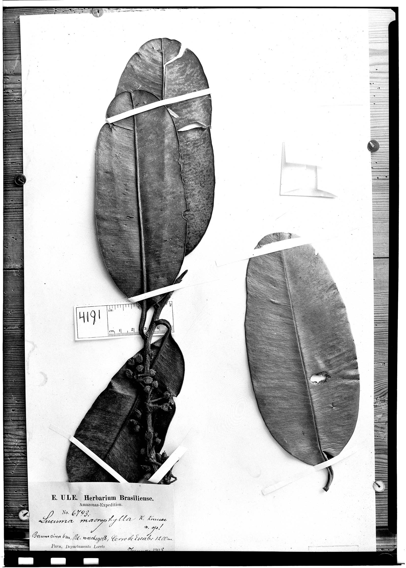 Lucuma macrophylla image