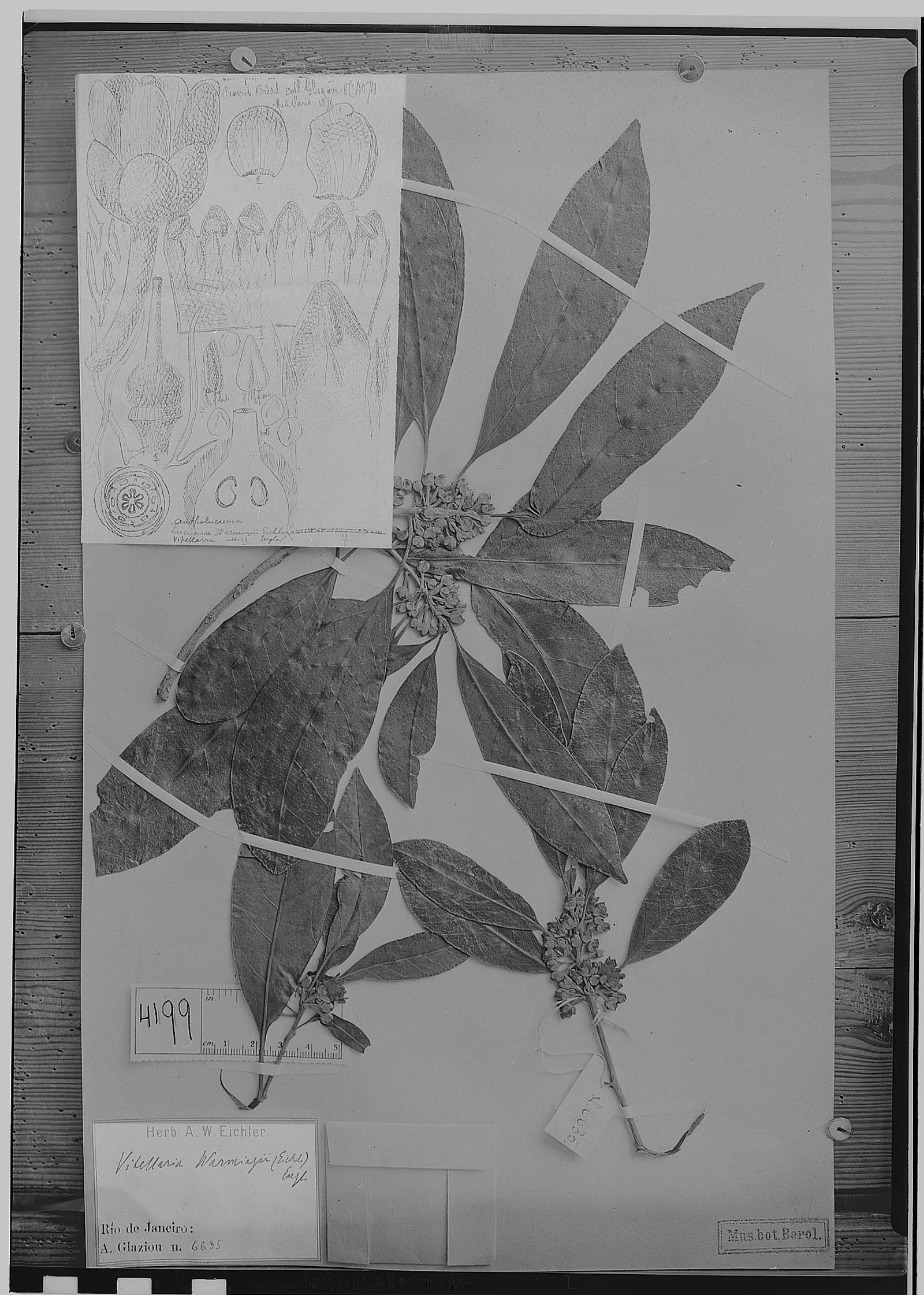 Pouteria venosa subsp. venosa image