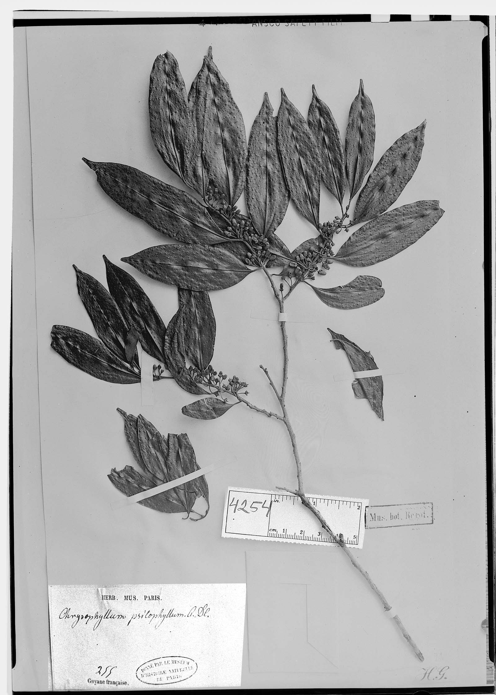 Ecclinusa psilophylla image