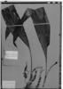 Evodianthus funifer image