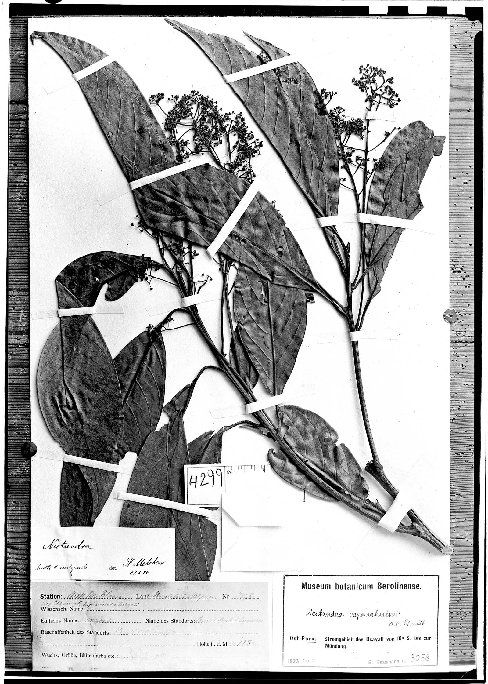Nectandra capanahuensis image