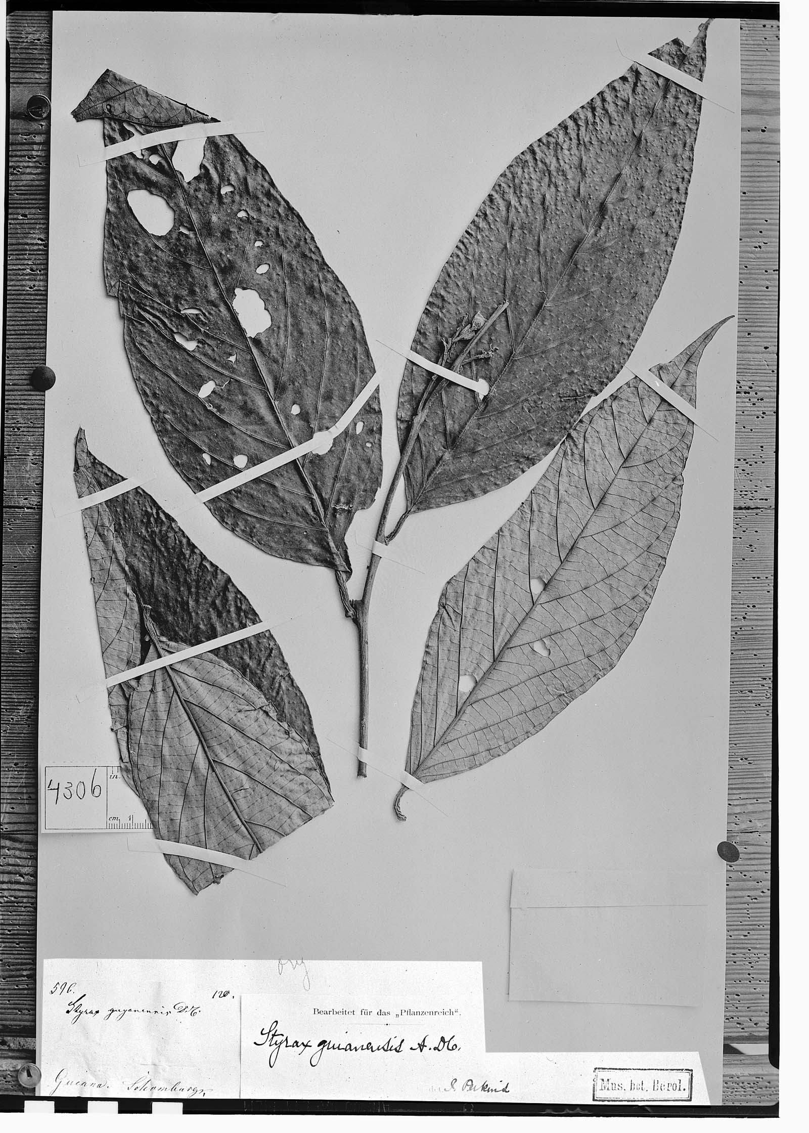 Styrax guyanensis image