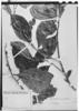 Symplocos amplifolia image