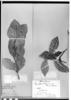 Symplocos rhamnifolia image