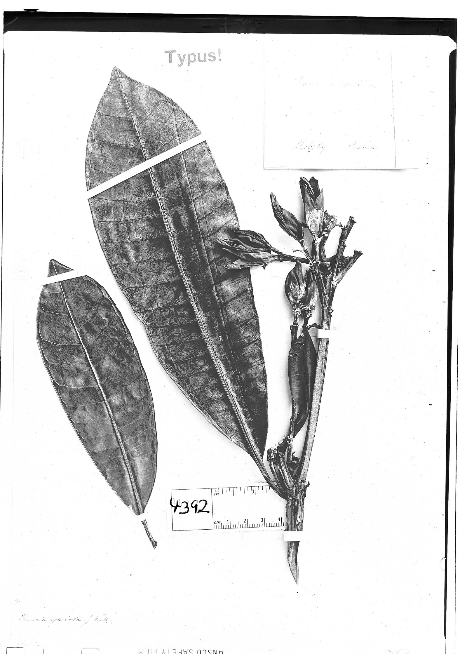 Himatanthus speciosus image