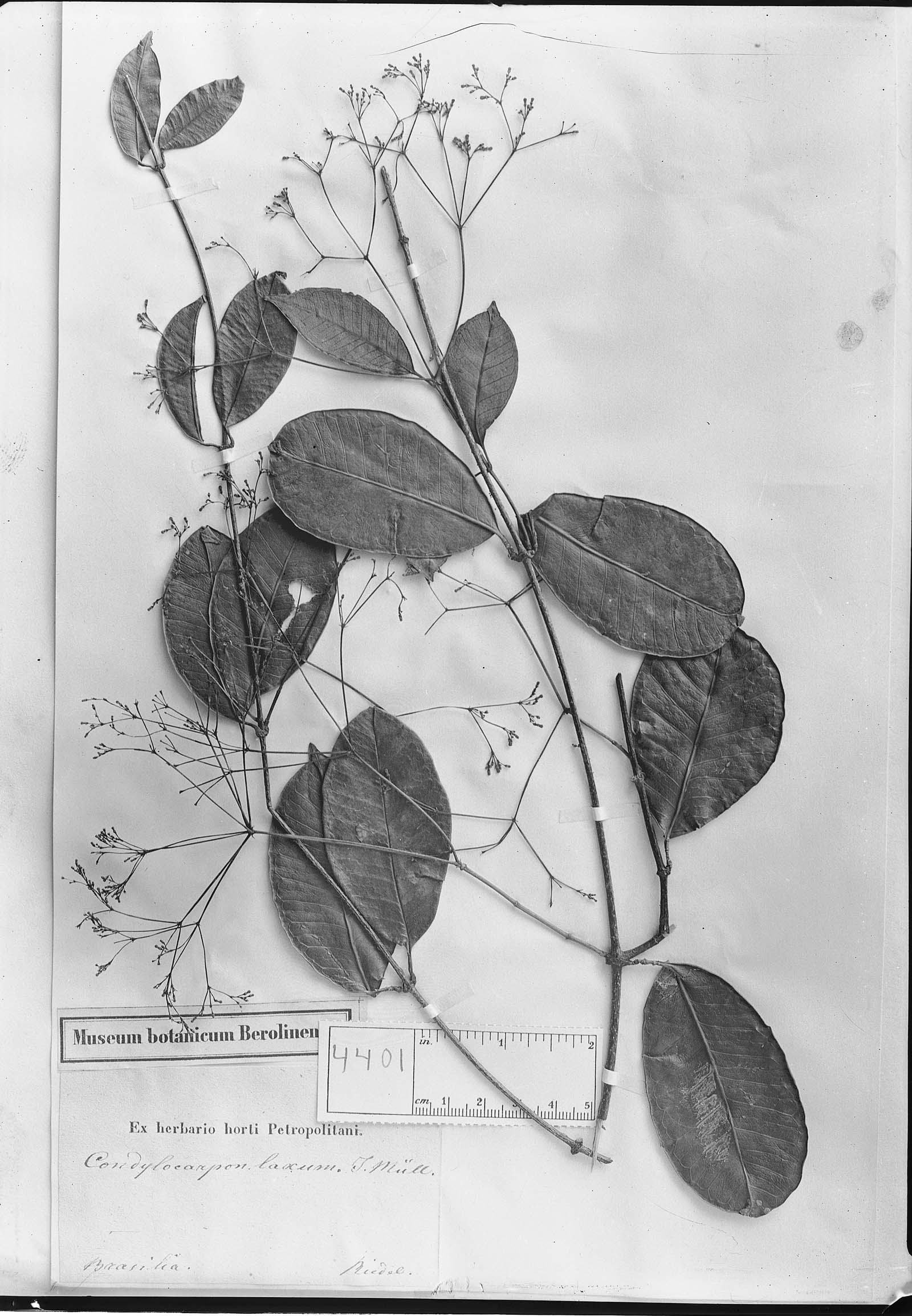 Condylocarpon intermedium subsp. laxum image