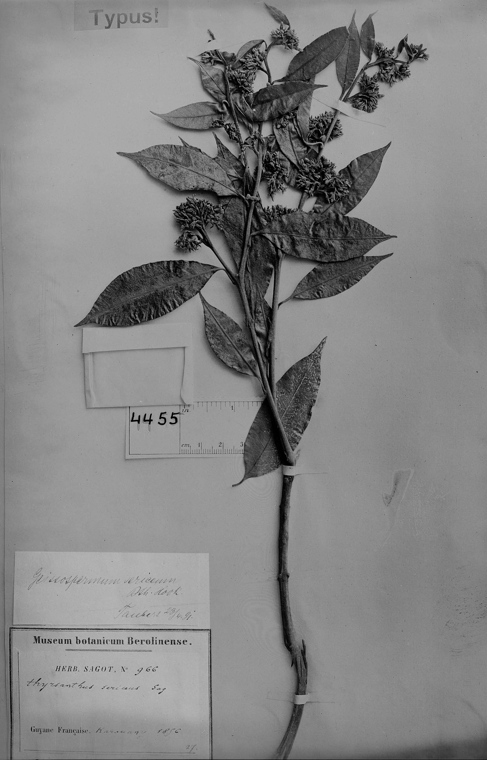 Geissospermum sericeum image