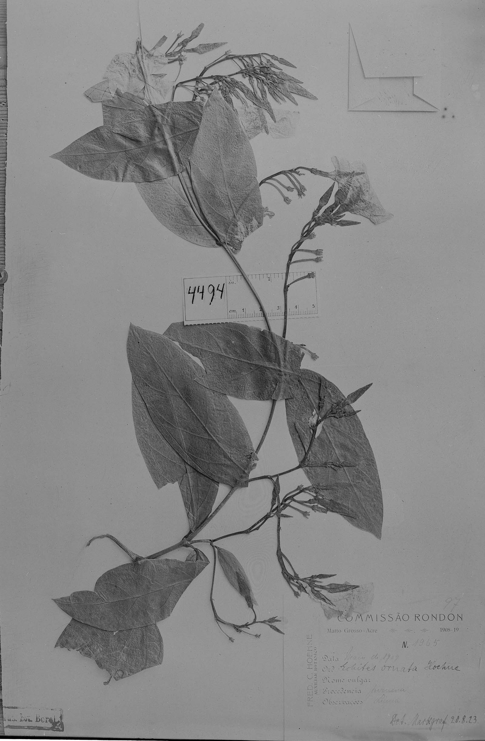 Prestonia ornata image